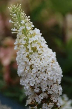 Vlinderstruik (Buddleja Davidii 'White Profusion') -Groene Wereld buddleja davidii white profusion 1