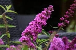 Vlinderstruik (Buddleja Davidii Petite 'Tutti Frutti') -Groene Wereld buddleja free petite tutti fruitti podoras 13 10