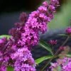 Vlinderstruik (Buddleja Davidii Petite 'Tutti Frutti') 2 Vlinderstruik (Buddleja Davidii Petite 'Tutti Frutti') -Groene Wereld buddleja free petite tutti fruitti podoras 13 7