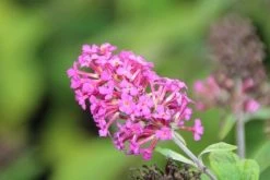 Vlinderstruik (Buddleja 'Miss Ruby') -Groene Wereld buddleja miss ruby 5