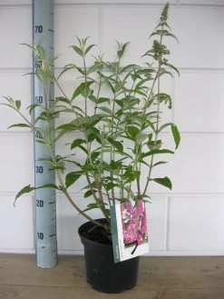 Vlinderstruik (Buddleja Davidii 'Pink Delight') -Groene Wereld buddleja pink delight c3 10 7 2016