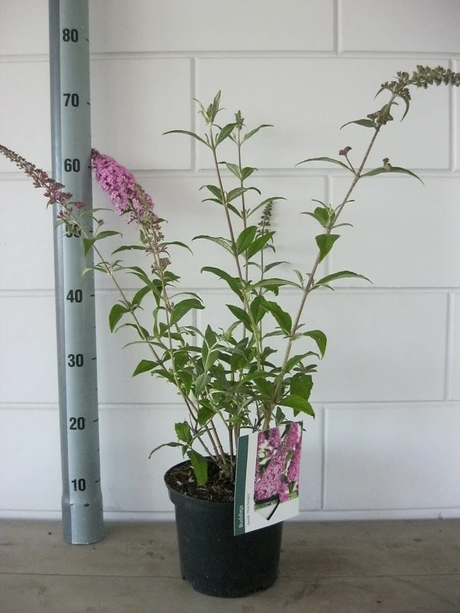 Vlinderstruik (Buddleja Davidii 'Pink Delight') 10 Vlinderstruik (Buddleja Davidii 'Pink Delight') - Afbeelding 8
