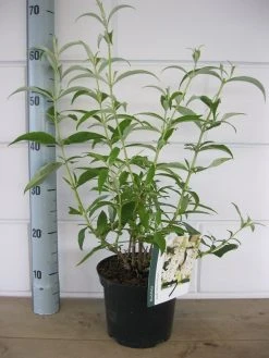 Vlinderstruik (Buddleja Davidii 'White Profusion') -Groene Wereld buddleja white profusion c3 10 7 2016 1