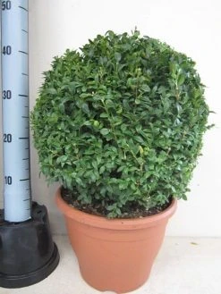 Buxusbol (Buxus Sempervirens, Bolvorm) 39 Buxusbol (Buxus Sempervirens, Bolvorm) -Groene Wereld buxus 35 cm bol 1