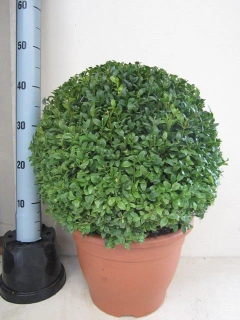 Buxusbol (Buxus Sempervirens, Bolvorm) 22 Buxusbol (Buxus Sempervirens, Bolvorm) - Afbeelding 20