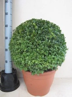 Buxusbol (Buxus Sempervirens, Bolvorm) -Groene Wereld buxus 40 cm bol