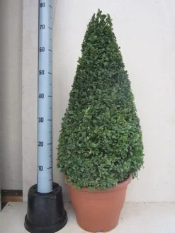 Buxus Als Pyramide (Buxus Sempervirens) -Groene Wereld buxus 50 60 pyramide