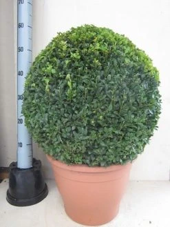 Buxusbol (Buxus Sempervirens, Bolvorm) 40 Buxusbol (Buxus Sempervirens, Bolvorm) -Groene Wereld buxus 50 cm bol 1