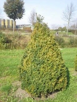Buxus Als Pyramide (Buxus Sempervirens) -Groene Wereld buxus semp 160 180