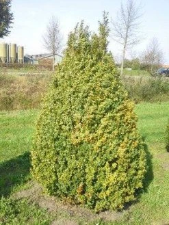 Buxus Als Pyramide (Buxus Sempervirens) -Groene Wereld buxus semp 160 180 1