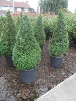 Buxus Als Pyramide (Buxus Sempervirens) -Groene Wereld buxus sempervirens 60 80 100 c35 pyramide