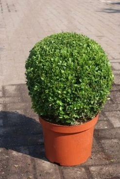 Buxusbol (Buxus Sempervirens, Bolvorm) -Groene Wereld buxus sempervirens bol