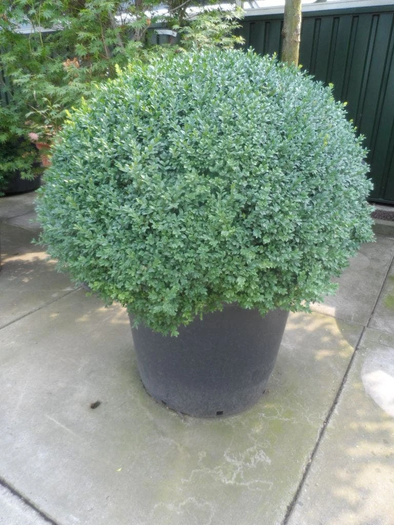 Buxusbol (Buxus Sempervirens, Bolvorm) 9 Buxusbol (Buxus Sempervirens, Bolvorm) - Afbeelding 7