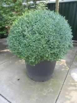 Buxusbol (Buxus Sempervirens, Bolvorm) -Groene Wereld buxus sempervirens bol 100 120 140 c350