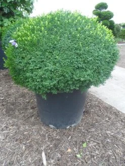 Buxusbol (Buxus Sempervirens, Bolvorm) -Groene Wereld buxus sempervirens bol 120 130