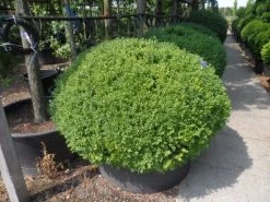 Buxusbol (Buxus Sempervirens, Bolvorm) -Groene Wereld buxus sempervirens bol 120 140