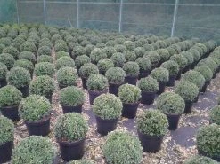 Buxusbol (Buxus Sempervirens, Bolvorm) 29 Buxusbol (Buxus Sempervirens, Bolvorm) -Groene Wereld buxus sempervirens bol 20 25 30 c7 10 1