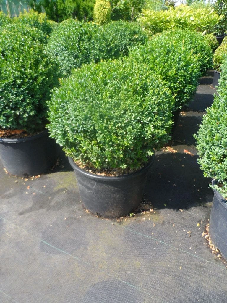 Buxusbol (Buxus Sempervirens, Bolvorm) 12 Buxusbol (Buxus Sempervirens, Bolvorm) - Afbeelding 10