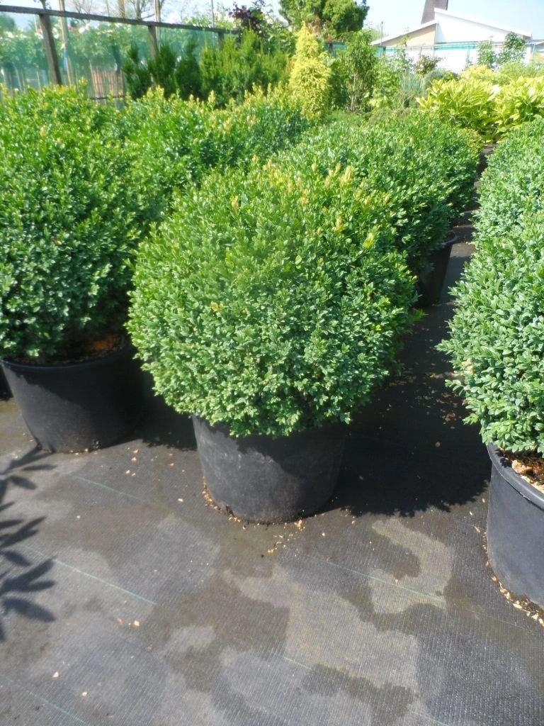 Buxusbol (Buxus Sempervirens, Bolvorm) 13 Buxusbol (Buxus Sempervirens, Bolvorm) - Afbeelding 11
