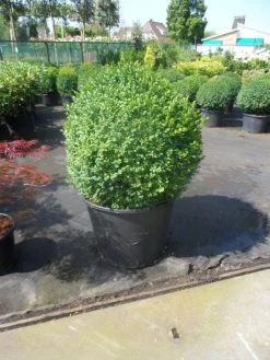 Buxusbol (Buxus Sempervirens, Bolvorm) -Groene Wereld buxus sempervirens bol 70 80
