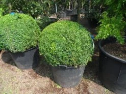 Buxusbol (Buxus Sempervirens, Bolvorm) -Groene Wereld buxus sempervirens bol 80 90 c110