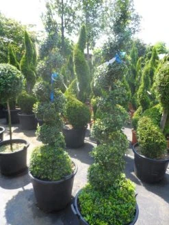 Buxus Als Spiraal (Buxus Sempervirens) -Groene Wereld buxus sempervirens spiraal 150 175 c50 70