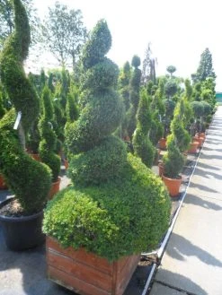 Buxus Als Spiraal (Buxus Sempervirens) -Groene Wereld buxus sempervirens spiraal 150 175 houten bak extra dik