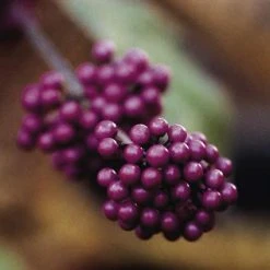 Schoonvrucht (Callicarpa Bodinieri 'Profusion')