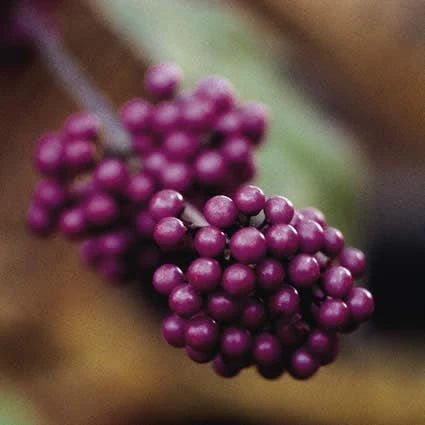 Schoonvrucht (Callicarpa Bodinieri 'Profusion') 3 Schoonvrucht (Callicarpa Bodinieri 'Profusion')