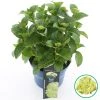 Hortensia 'Caipirinha' (Hydrangea 'Royalty Collection') -Groene Wereld caipirinha