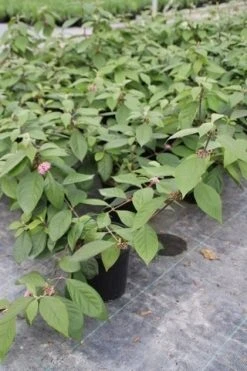 Schoonvrucht (Callicarpa Bodinieri 'Profusion') 12 Schoonvrucht (Callicarpa Bodinieri 'Profusion') -Groene Wereld callicarpa bodinieri profusion 2