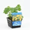Dubbele Gele Dotterbloem (Caltha Palustris 'Multiplex') -Groene Wereld caltha pal. multiplex 20180425120909