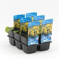 Dubbele Gele Dotterbloem (Caltha Palustris 'Multiplex') -Groene Wereld caltha palustris multiplex 20180321212520