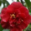 Camelia Als Leivorm (Camellia Japonica 'Doctor Burnside') -Groene Wereld cam 1