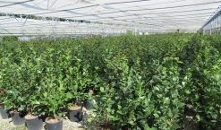 Camelia (Camellia 'Debbie') -Groene Wereld camellia 4 1