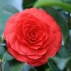 Camellia (Camellia Japonica 'Black Lace') -Groene Wereld camellia black lace 1