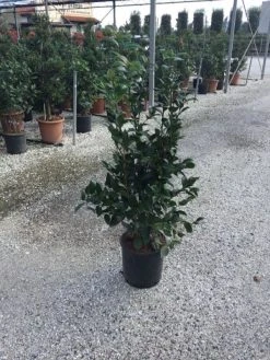 Camellia (Camellia Japonica 'Black Lace') -Groene Wereld camellia black lace c12 1