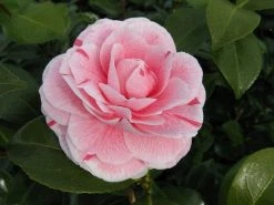 Camelia (Camellia Japonica 'Bonomiana') -Groene Wereld camellia bonomiana 1