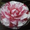 Camelia (Camellia Japonica 'Bonomiana')