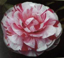 Camelia (Camellia Japonica 'Bonomiana')
