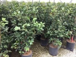 Camellia (Camellia Japonica 'Black Lace') -Groene Wereld camellia c12 2 1