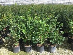 Camelia (Camellia 'Debbie') -Groene Wereld camellia c7 2 1