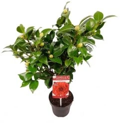 Camellia (Camellia Japonica 'Black Lace') -Groene Wereld camellia jap. black lace p15 1