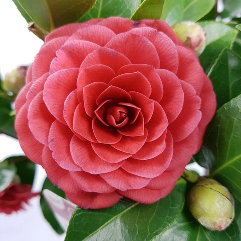 Camellia (Camellia Japonica 'Black Lace') 4 Camellia (Camellia Japonica 'Black Lace') - Afbeelding 2