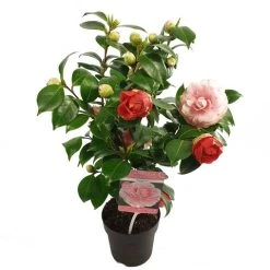 Camelia (Camellia Japonica 'Bonomiana') -Groene Wereld camellia jap. bonomiana p15 1