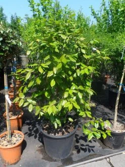 Camelia Als Leivorm (Camellia Japonica) -Groene Wereld camellia japonica 125 150 175 c50