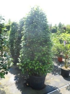 Camelia (Camellia, Rose) -Groene Wereld camellia japonica 175 200 1 2 1