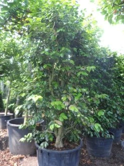 Camelia Als Leivorm (Camellia Japonica) -Groene Wereld camellia japonica 200 250 300 cont