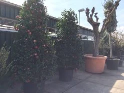 Camelia (Camellia, Rood) 26 Camelia (Camellia, Rood) -Groene Wereld camellia japonica 200 250 300 extra 1 1 1