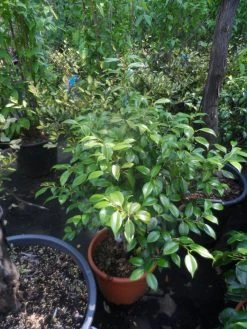 Camelia (Camellia, Rood) 22 Camelia (Camellia, Rood) -Groene Wereld camellia japonica 60 80 c20 25 1